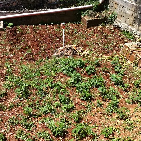 Pano Marko * דרמי